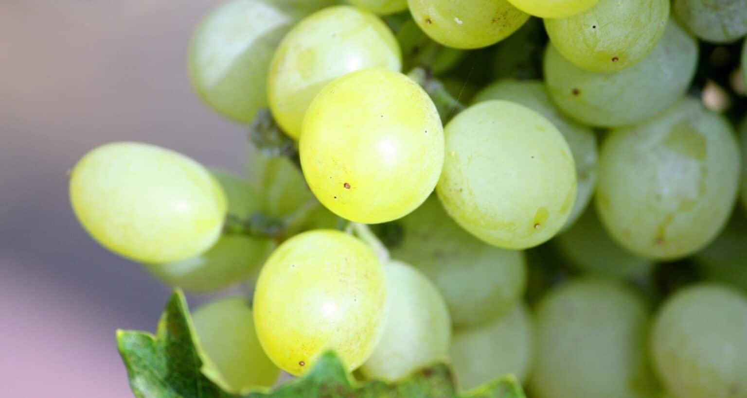 Uvas con las que se obtiene el vino de Cómpeta