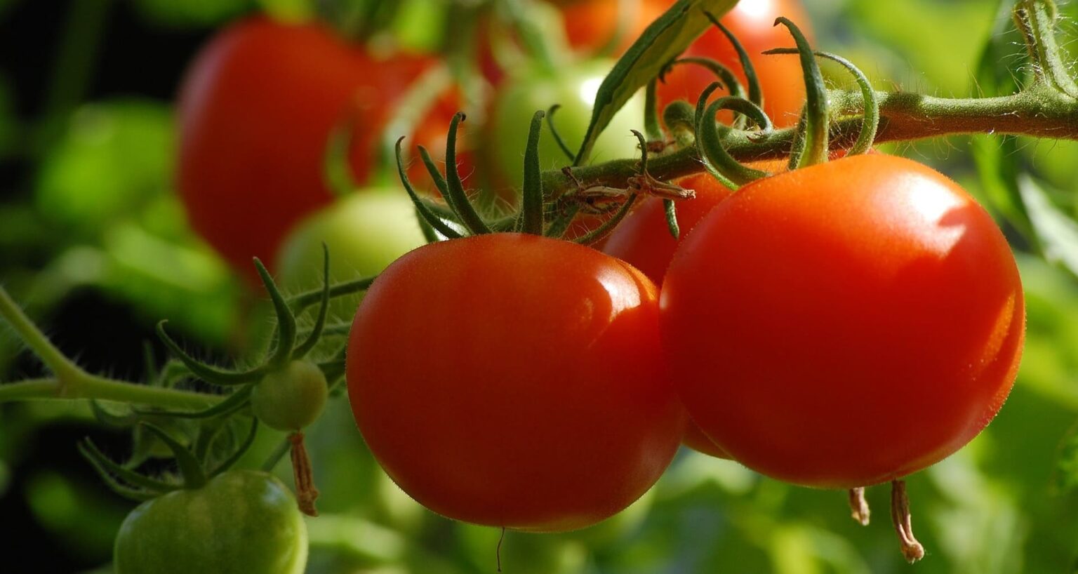 Tomates en la mata de la huerta de Grazalema