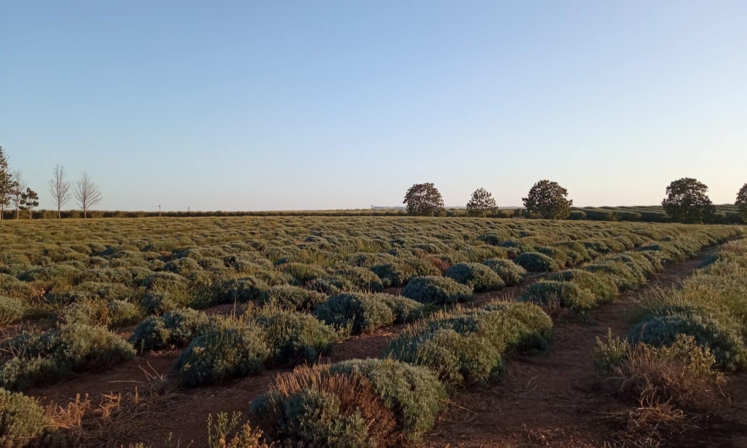 Campo de lavanda en Carmona