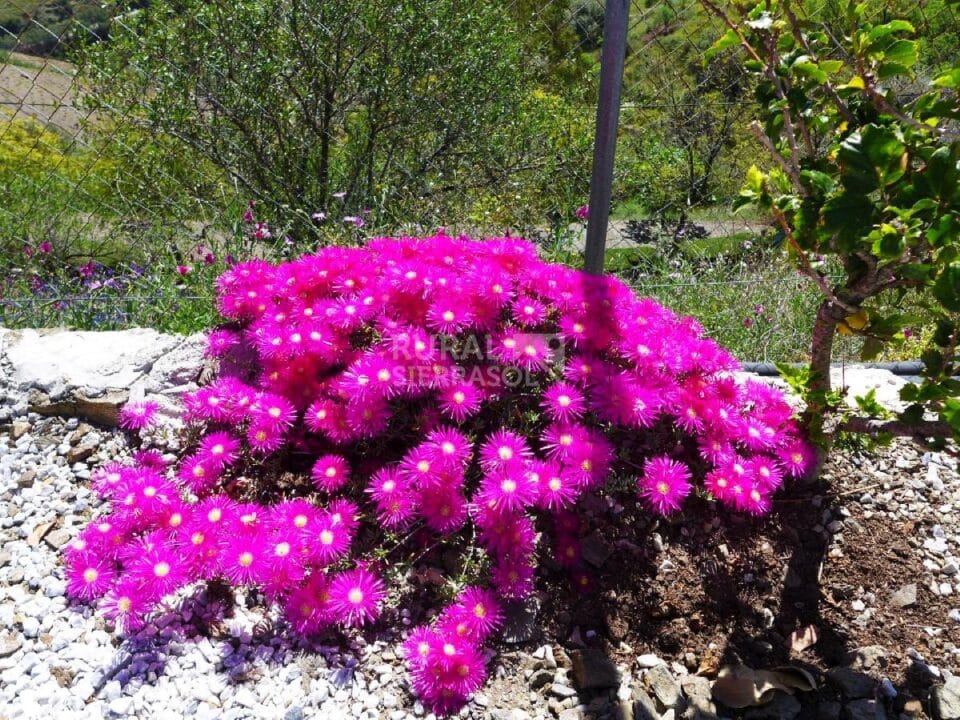 Jardín de Casa rural en Almáchar (Málaga)-0805