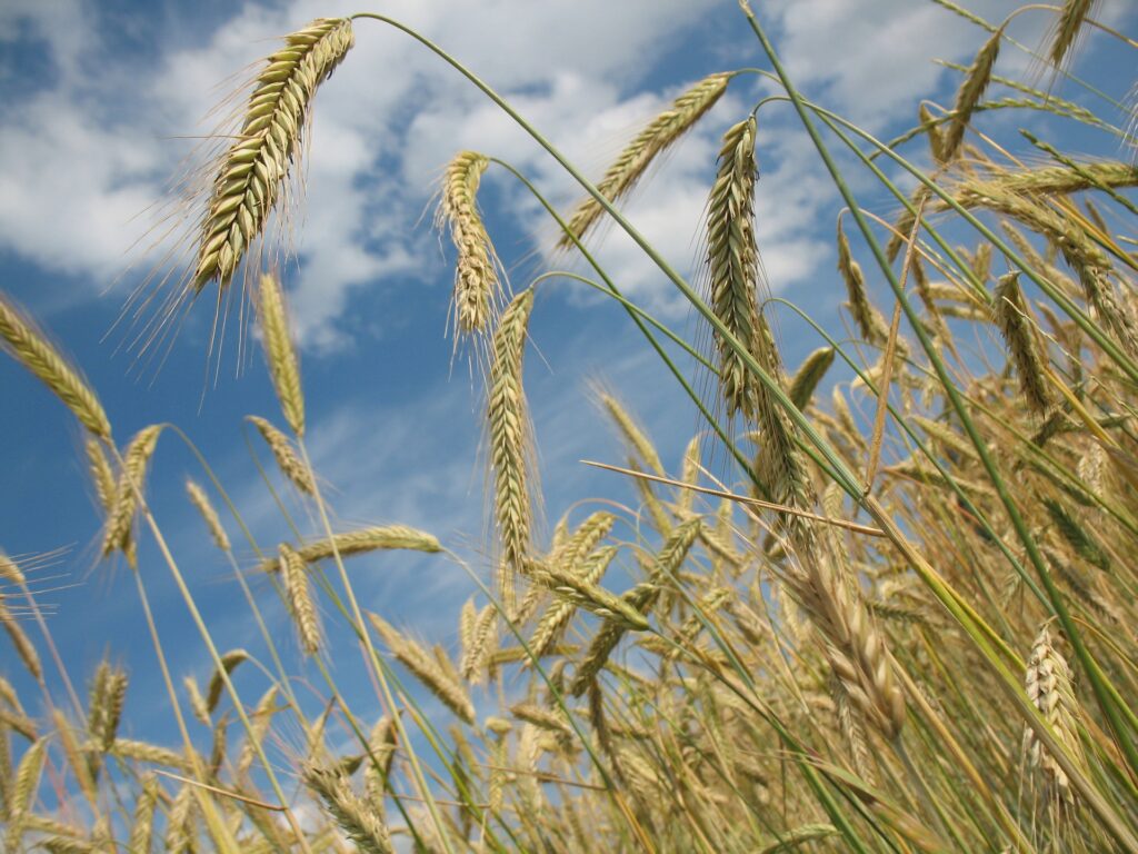 Casas rurales en Agrón (Localidad)