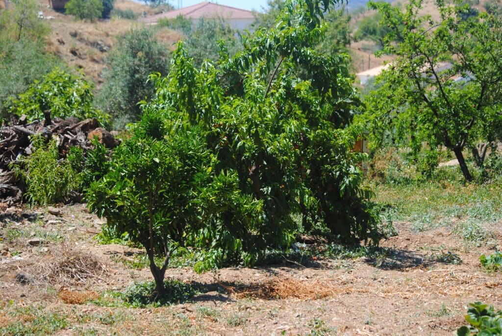 Casas rurales en Almogía (Localidad)