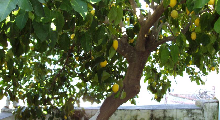 Casas rurales en Benarrabá (Localidad)