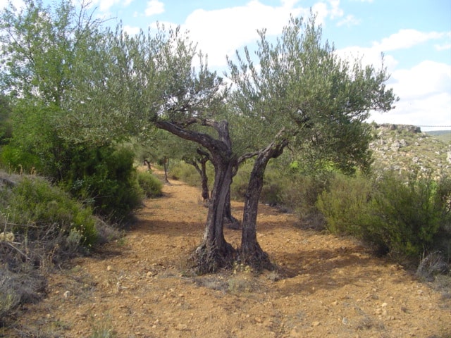 Casas rurales en Cifuentes (Localidad)