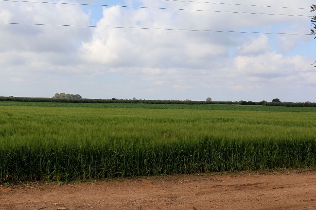 Casas rurales en Écija (Localidad)