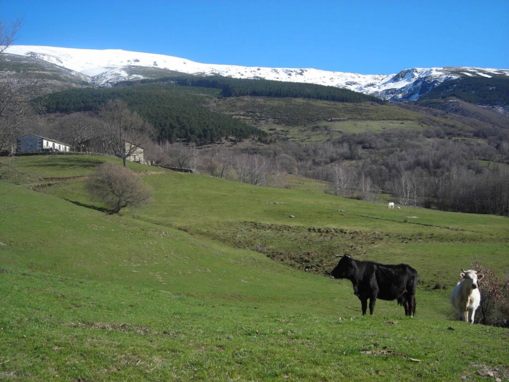 Casas rurales en Narros de Matalayegua (Localidad)