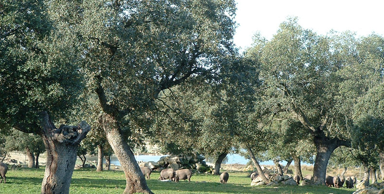 Casas rurales en Pozoblanco (Localidad)