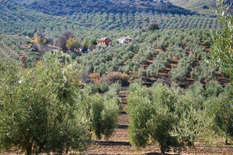 Casas rurales en Villanueva de Algaidas (Localidad)