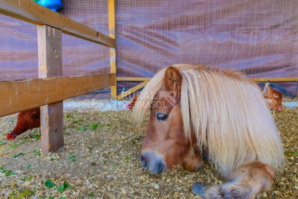 Acogedora Cabaña de Madera cerca de la playa en Málaga - Imagen 4