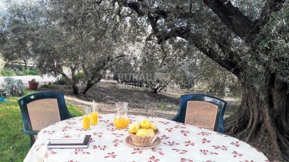 Olivos centenarios junto a Casa rural en Periana (Málaga)-3339