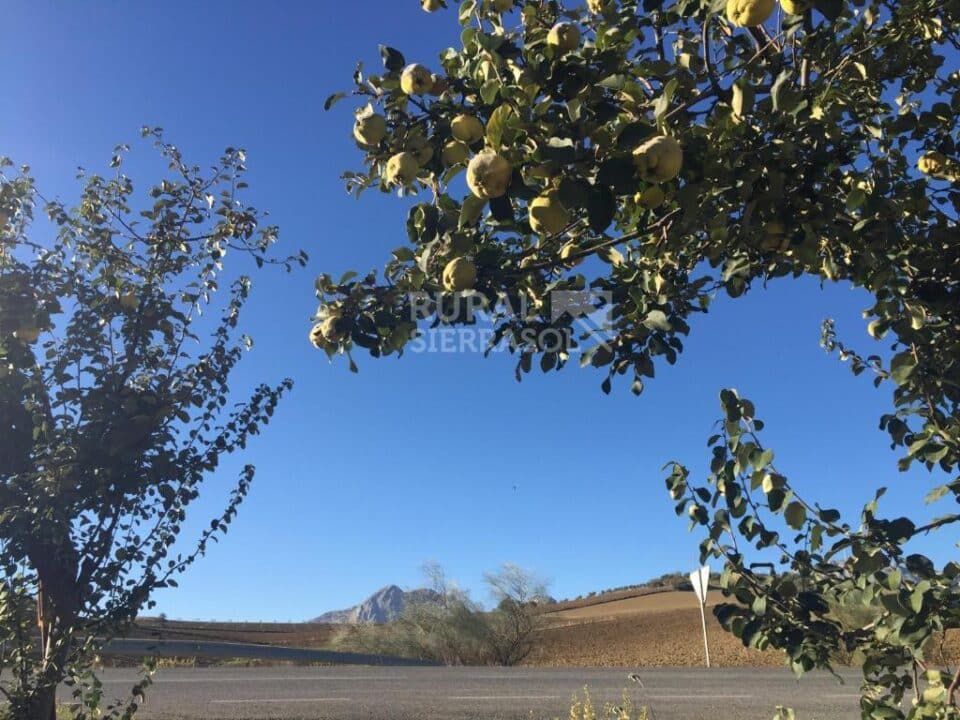 Precioso Hotel Rural en Colmenar, con bonitas vistas al campo - Imagen 37