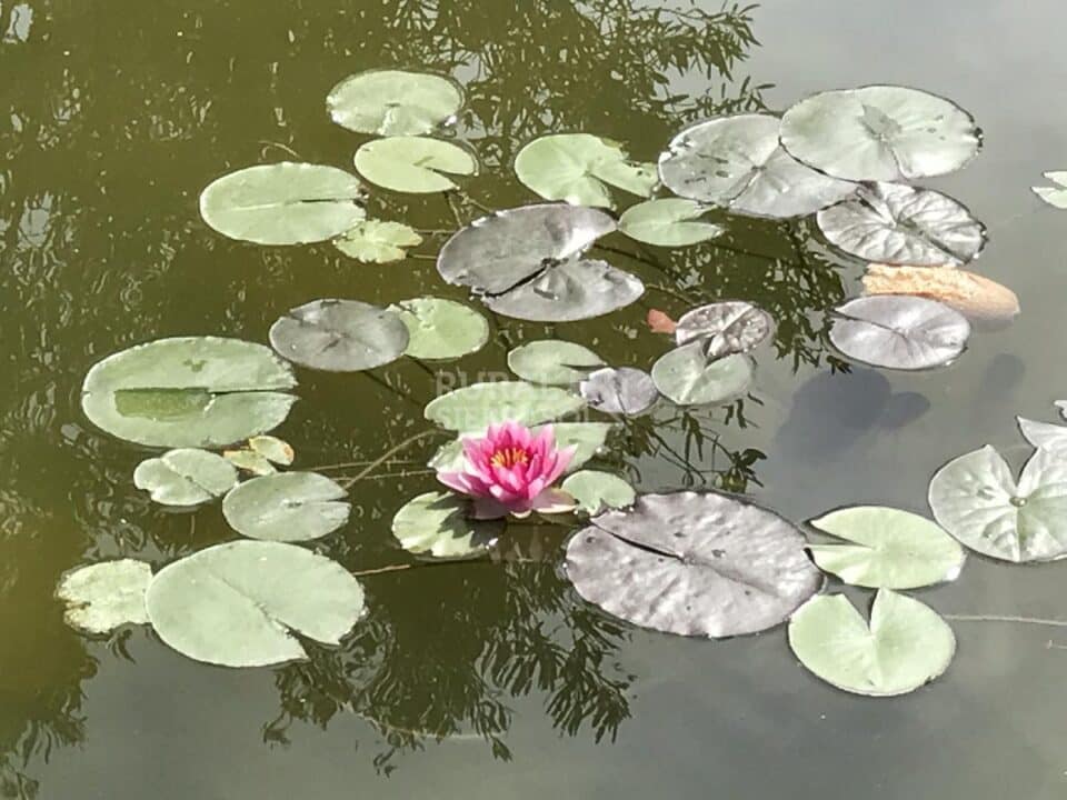 Cortijo Andaluz en Baza, con piscina y amplios jardines - Imagen 43