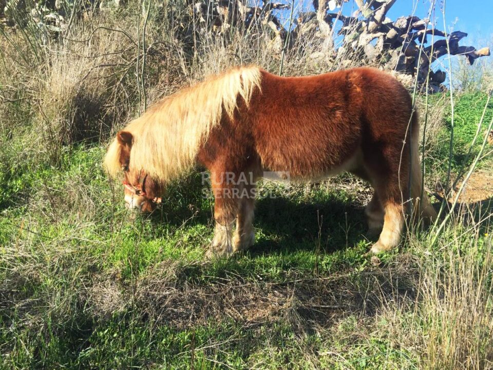 Maravillosa Casa Rural a 15 minutos de Málaga Capital - Imagen 34