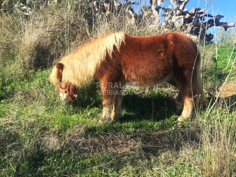 Maravilloso Conjunto Rural en Málaga, especial para grandes grupos - Imagen 178