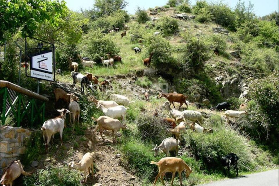 Acogedora Casa Rural en Sierra Nevada, con piscina y barbacoa - Imagen 25