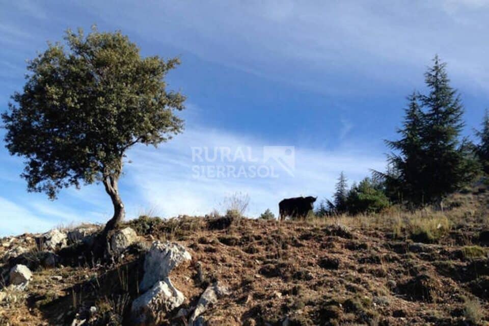 Confortable Casa Rural cerca de la estación de esquí de Sierra Nevada, con chimenea y calefacción central - Imagen 27