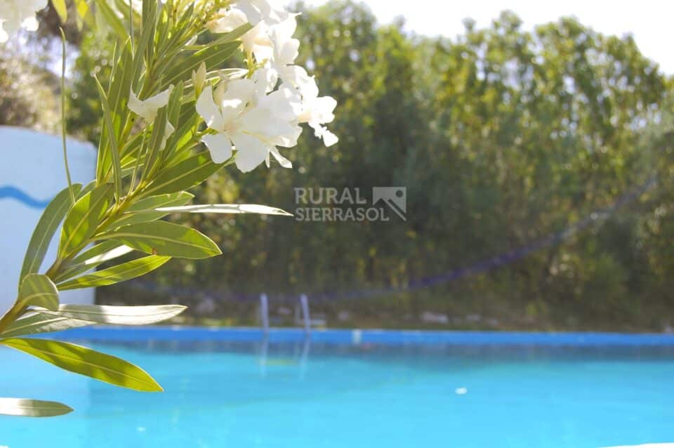 Flor sobre fondo de piscina de Casa rural en Alfarnatejo (Málaga)-1100