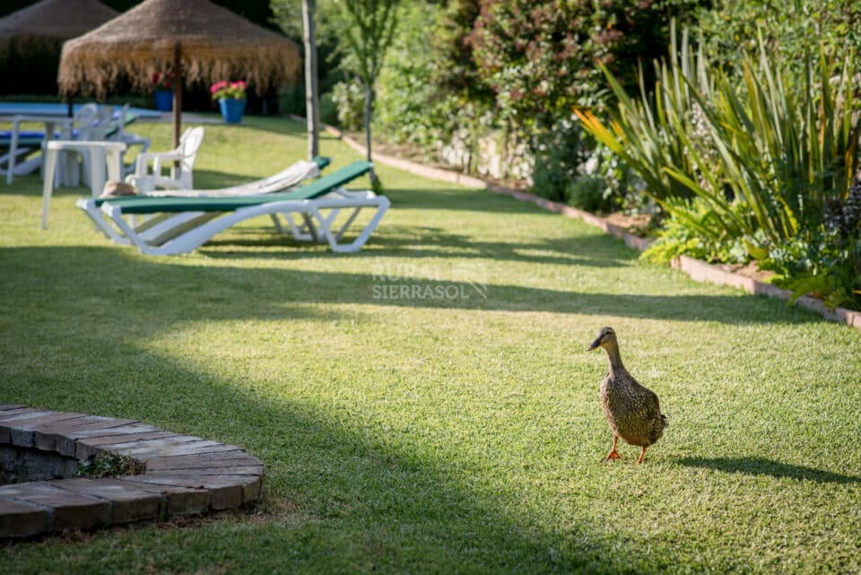 Acogedor Conjunto Rural en Padul, con piscina y barbacoa - Imagen 79
