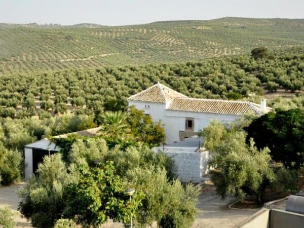 Entorno de Casa rural en Úbeda (Jaén)-3361