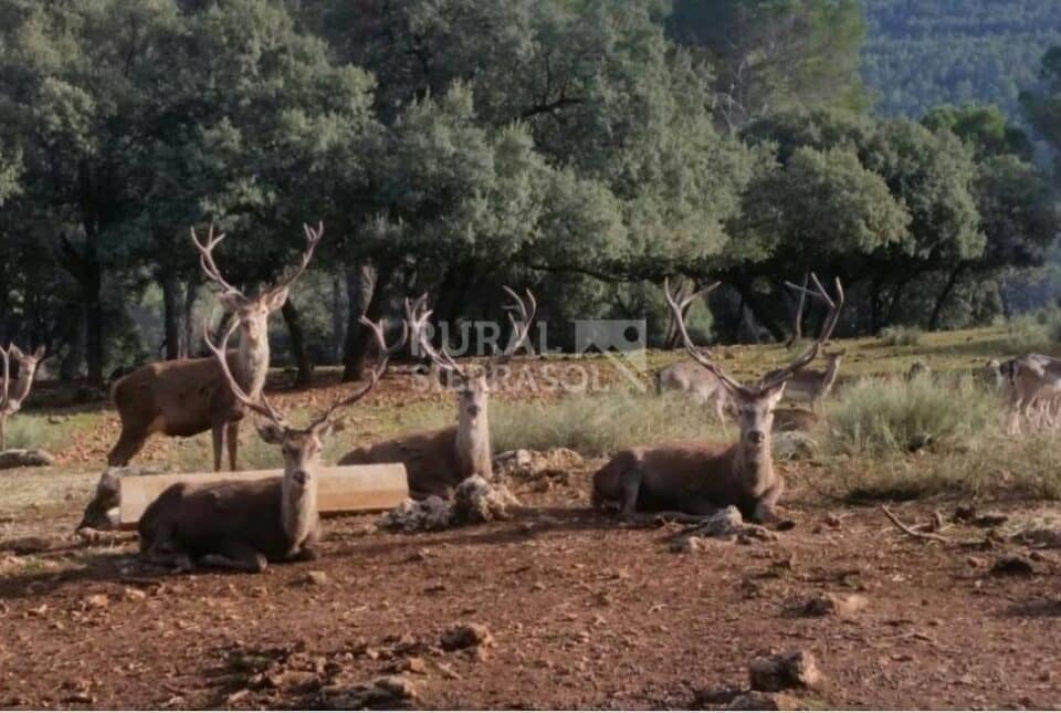 Alojamiento Rural en Arroyo Frío, con piscina y aire acondicionado - Imagen 18