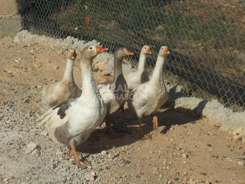 Cortijo Andaluz en Pozo Alcón, con piscina, barbacoa y wifi - Imagen 23