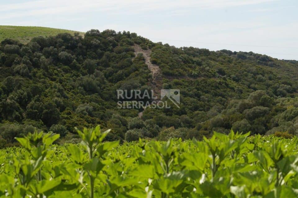 Señorial Cortijo en Jerez, con chimenea y barbacoa - Imagen 72
