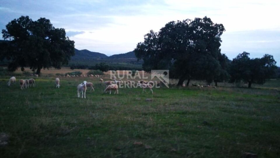 Señorial Casa Rural junto al Embalse de Guadalén - Imagen 28