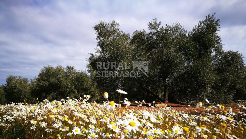 Señorial Casa Rural junto al Embalse de Guadalén - Imagen 29