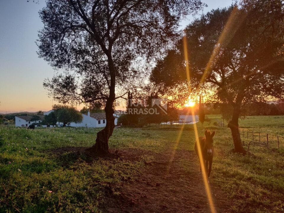 Complejo Rural en Alcalá de los Gazules, integrado en la naturaleza - Imagen 3