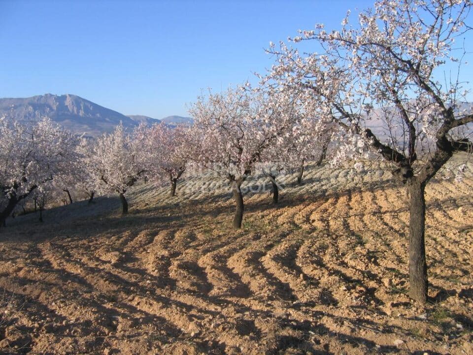 Conjunto Rural  Especial para Grandes Grupos, cerca del Parque Natural de Sierra María-Los Vélez - Imagen 45