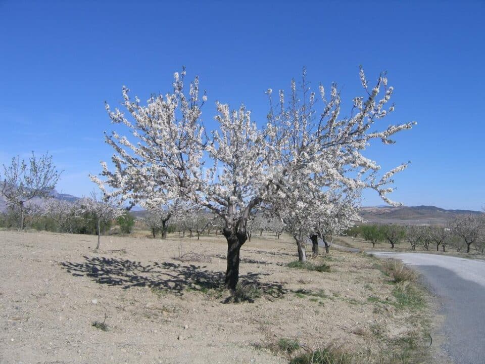 Conjunto Rural  Especial para Grandes Grupos, cerca del Parque Natural de Sierra María-Los Vélez - Imagen 47