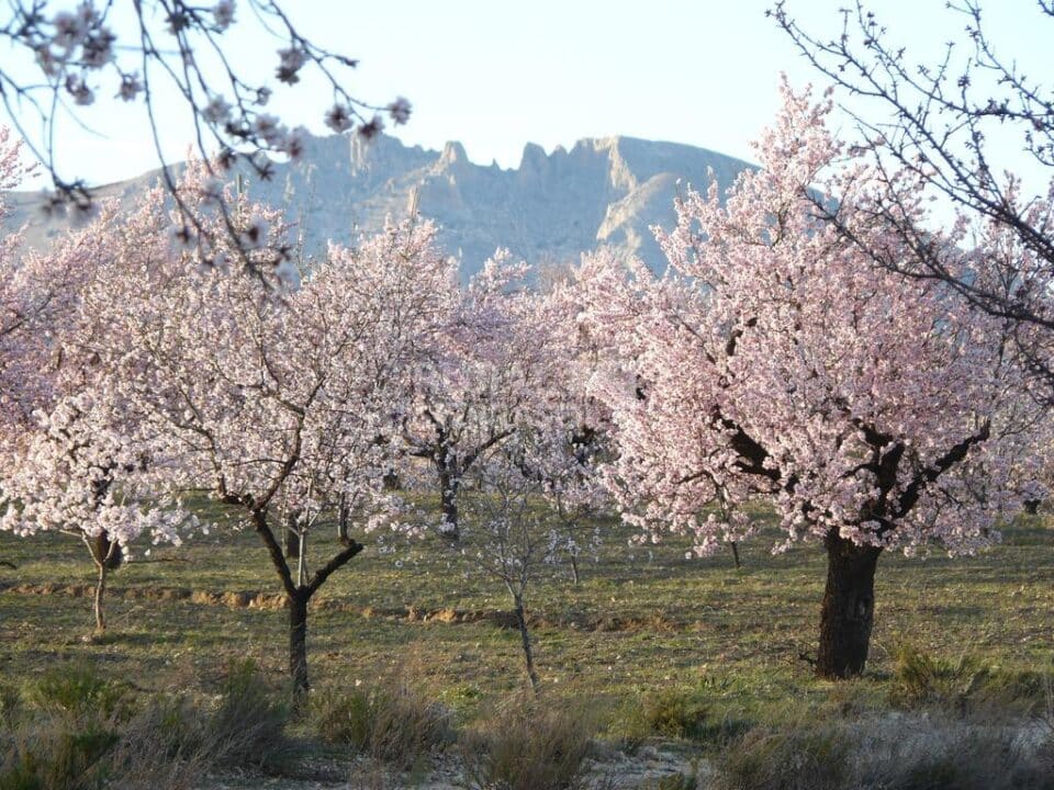 Conjunto Rural  Especial para Grandes Grupos, cerca del Parque Natural de Sierra María-Los Vélez - Imagen 50