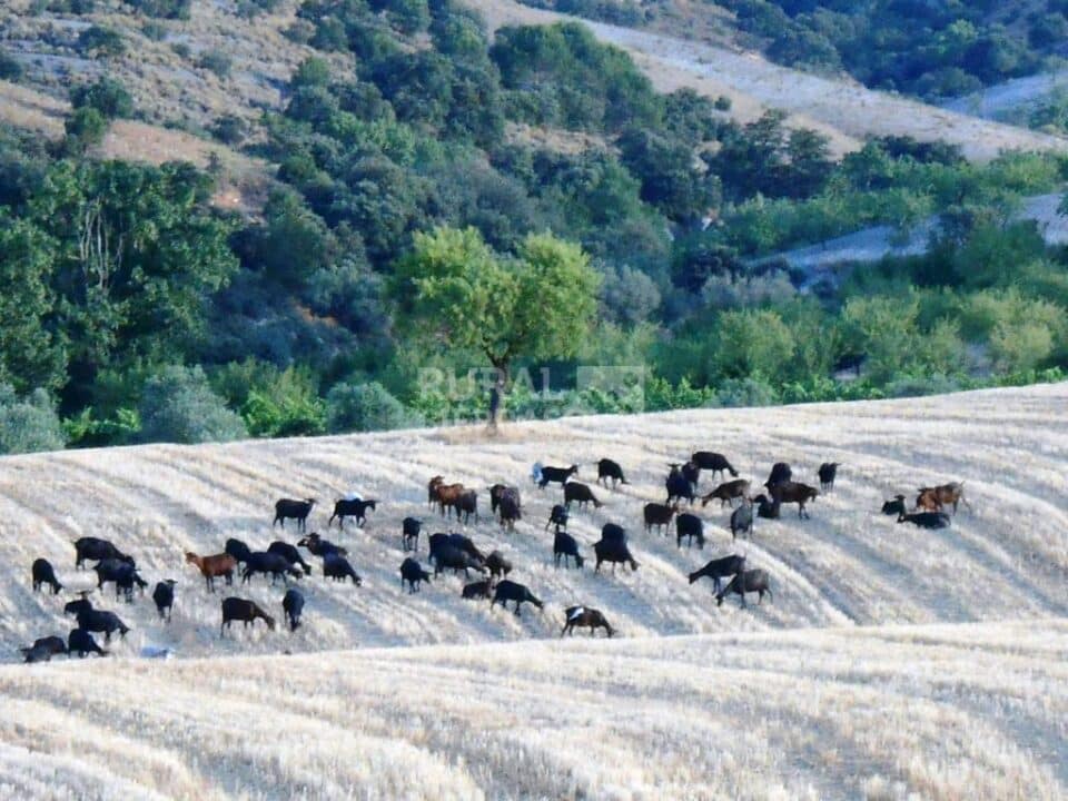 Conjunto Rural  Especial para Grandes Grupos, cerca del Parque Natural de Sierra María-Los Vélez - Imagen 51