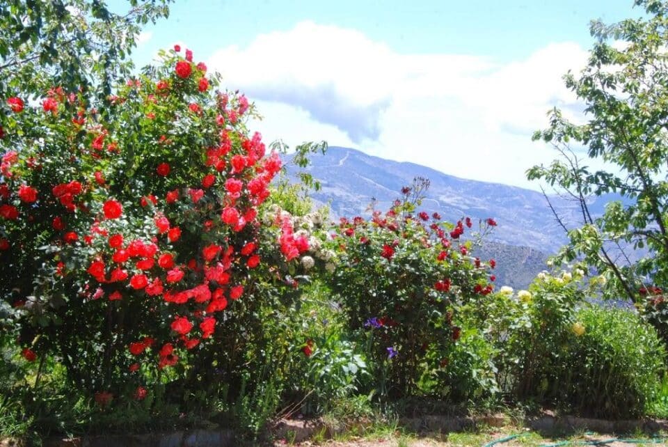 Cortijo típico Alpujarreño en Pitres, con preciosas panorámicas - Imagen 4