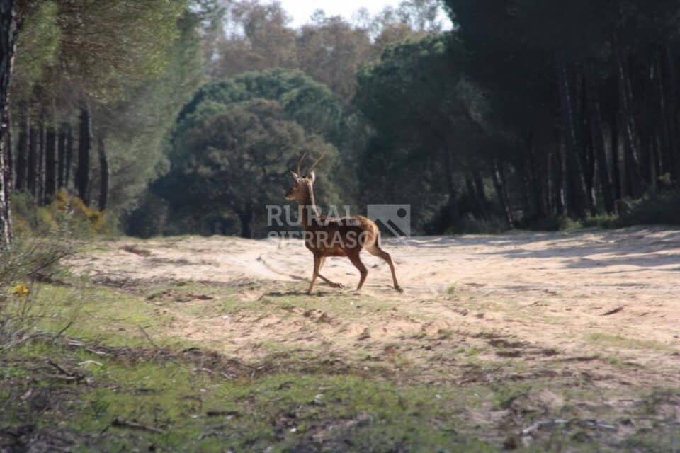 Sensacional Casa Rural cerca del Parque Nacional de Doñana - Imagen 51