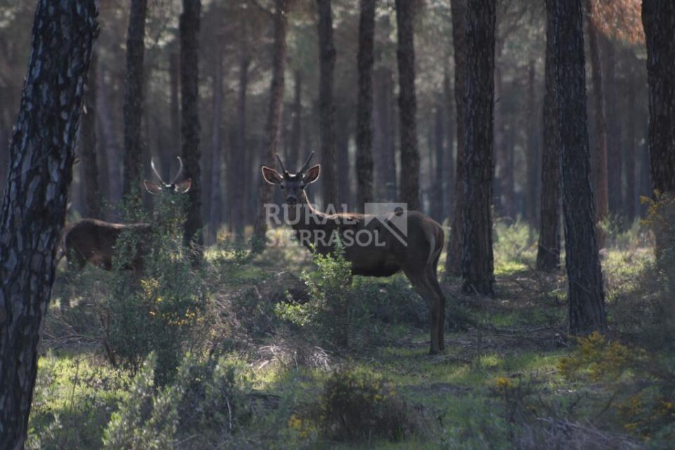 Sensacional Casa Rural cerca del Parque Nacional de Doñana - Imagen 52
