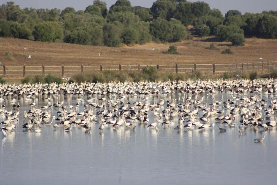 Sensacional Casa Rural cerca del Parque Nacional de Doñana - Imagen 53