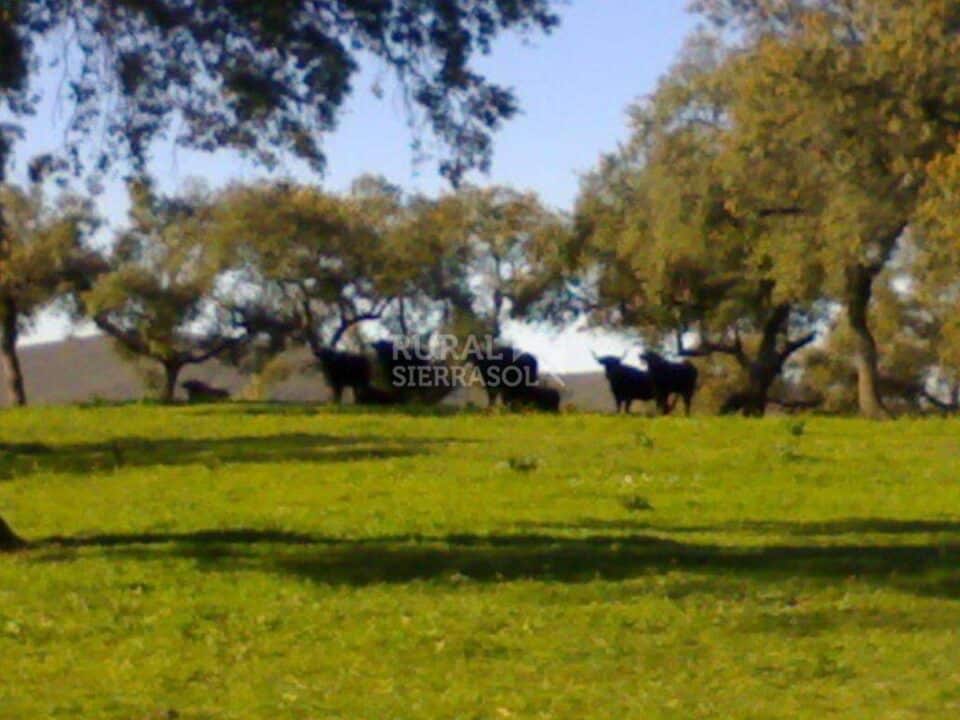 Hostal Rural junto a la Sierra de Aracena y Los Picos de Aroche - Imagen 52