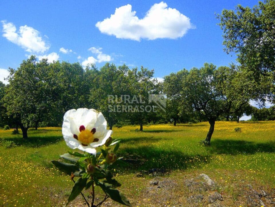Majestuosa Casa Rural en pleno Parque Nacional de Monfrague - Imagen 61
