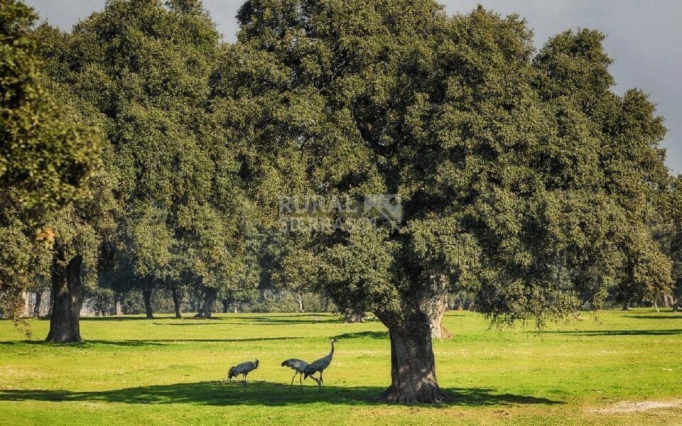 Acogedora Casa Rural en pleno Parque Nacional de Monfrague - Imagen 38