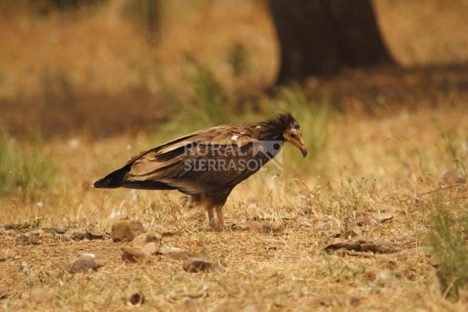 Conjunto Rural junto al Parque Nacional de Monfrague - Imagen 96
