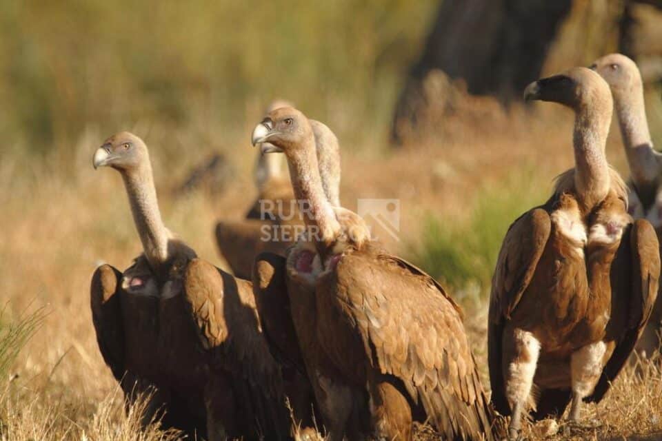 Conjunto Rural junto al Parque Nacional de Monfrague - Imagen 97