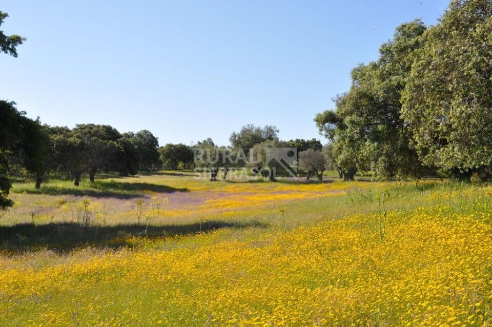 Acogedora Casita Rural en Belvis de Monroy - Imagen 23