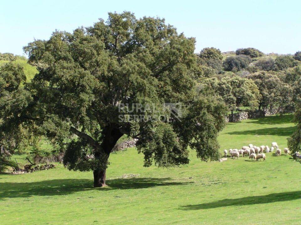 Acogedora Casita Rural en Belvis de Monroy - Imagen 30