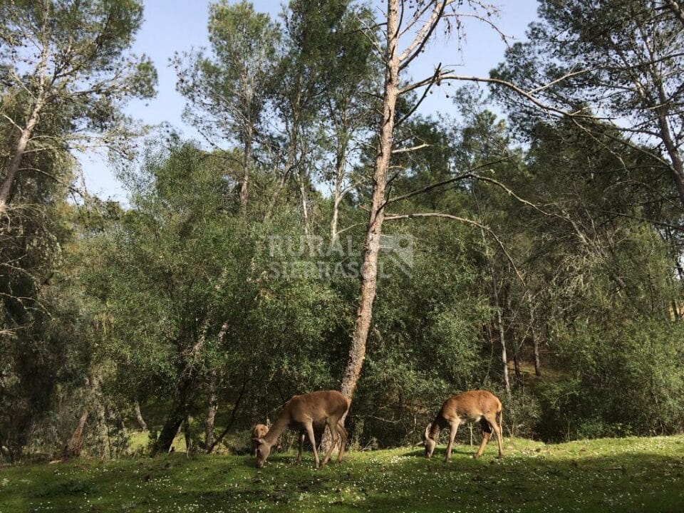Acogedora Casita Rural en Belvis de Monroy - Imagen 44