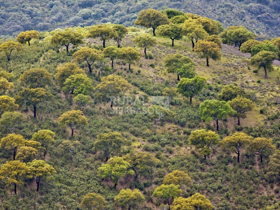 Elegante Casa Rural junto al Parque Nacional de Monfragüe - Imagen 19