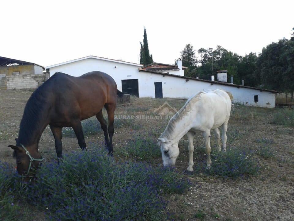 Ancestral Casa Rural con chimenea y barbacoa, en Tejeda de Tiétar - Imagen 35