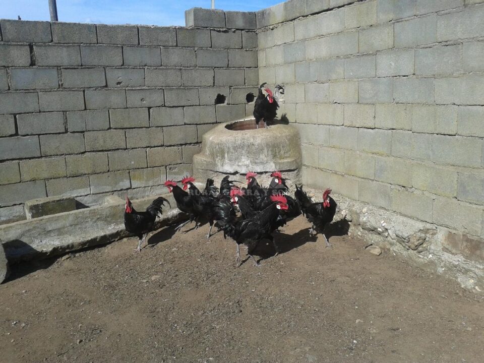 Ancestral Casa Rural con chimenea y barbacoa, en Tejeda de Tiétar - Imagen 52