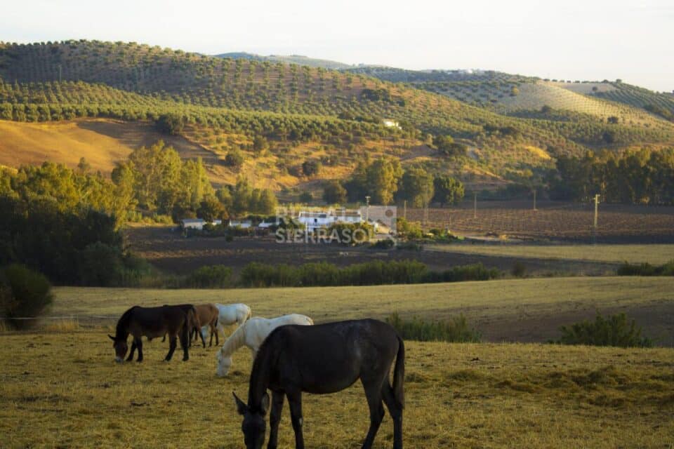Centenaria Casa Rural en plena naturaleza, con piscina, chimenea y barbacoa - Imagen 50