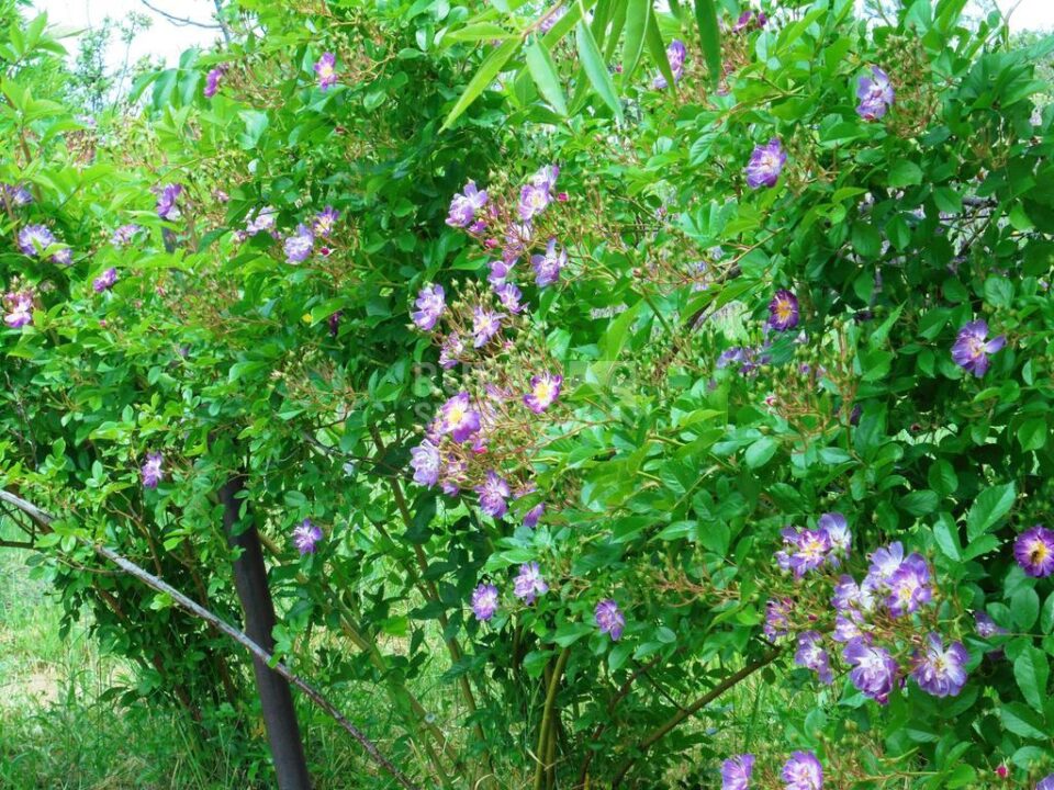 Acogedora Casa Rural en plena Naturaleza, con amplio jardín - Imagen 72